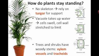 Transport in Plants IB Biology [upl. by Rosmunda838]