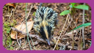 Tenrecs in the Wild [upl. by Tobye523]