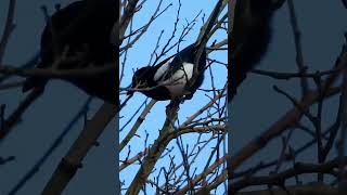 Wild Magpie call bird sounds part1 [upl. by Adey]