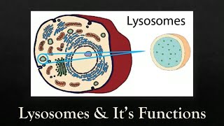 What is a Lysosome   Structure and Functions of Lysosome  हिंदी में [upl. by Torras]