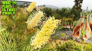 Grevillea Moonlight  Large ivorycolored toothbrush flowers  considered a tropical Grevillea [upl. by Betteanne]