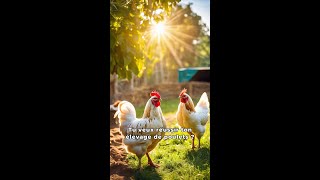 5 Astuces pour Élever des Poulets en Afrique [upl. by Maegan83]