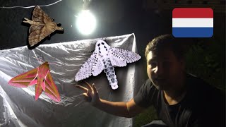 Moth Trapping in Tiel Netherlands [upl. by Haik]