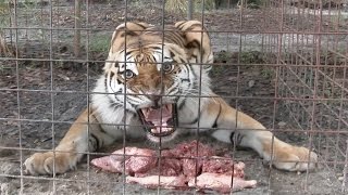 Feeding Time With The June Birthday Big Cats [upl. by Danae]