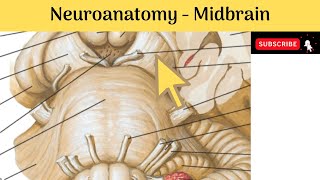 Brain stem  Midbrain  External amp Internal Features  Red Nucleus  Medial Longitudinal Fasciculus [upl. by Repotsirhc]