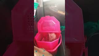 cat you misundetestand trending cutecat shortsvideo [upl. by Cung768]