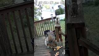 Hunting Backyard Kentucky Squirrels 🐿️ ￼hunting outdoors [upl. by Dymoke784]