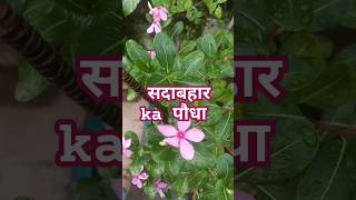 Plants monsoonflowers flowers amazingfacts plants terracegarden trending [upl. by Aicener]