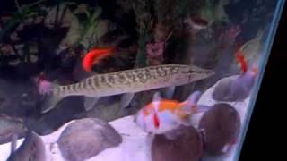 Chain pickerel and clown knife feeding and big goldfish [upl. by Cristian]