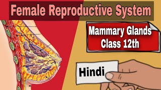 Mammary Glands  Class 12  Hindi  Female Reproductive System  Be Educated [upl. by Amble]