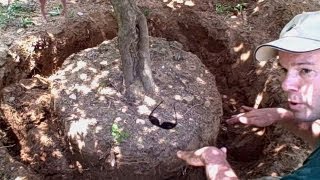 How to Transplant a Tree or Shrub  Newtown CT Landscaper  Landscape Designer [upl. by Gareri343]