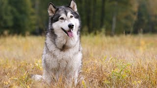 The Alaskan Malamute A Symbol of Strength and Loyalty [upl. by Atsocal]