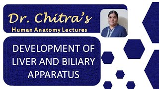 DEVELOPMENT OF LIVER AND BILIARY APPARATUS [upl. by Naashom]