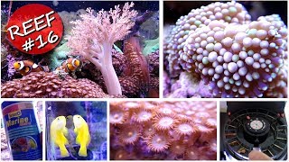 MON AQUARIUM MARIN A 2 ANS  REEF 16 Aquariophilie by Aquazen [upl. by Melentha]