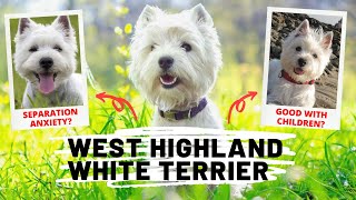 15 Fun Facts of Westie Dog  West Highland White Terrier [upl. by Cower]