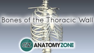 Bones of the Thoracic Wall  3D Anatomy Tutorial [upl. by Manly]