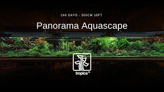 EPIC 300cm 10 feet Panoramic Aquascape  240 days [upl. by Conn]