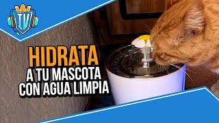 FUENTE DE AGUA PARA MASCOTAS  ¡Cuida la salud de tu gato [upl. by Felicity]