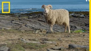 La course aux moutons sauvages au RoyaumeUni [upl. by Scales46]