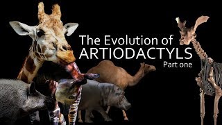 The Evolution of Artiodactyls part one  Boars Camels and Giraffes 🐪 [upl. by Carilla]