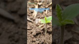 Consejos para Germinar semillas de canavis seeds CultivoSustentable nature [upl. by Ubana338]