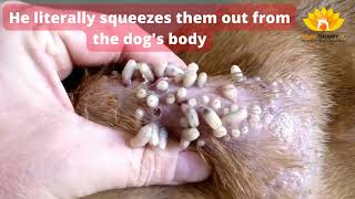 How to treat a dog with Mango Worms Infestation 😲 [upl. by Ardnot]