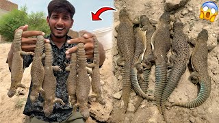 Lizard🦎 Sandon Ka Shikar Kia Bhot Sary Sanday Paker Leay😍 [upl. by Aviva]