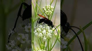 Pepsini Wasp on Horsetail Milkweed Asclepias subverticillata  Observed in Description [upl. by Yevoc596]