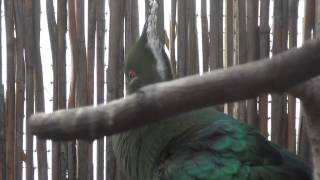 Livingstones Turaco sings [upl. by Assira]