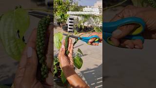 Harvesting Black Peppercorns⚫️ terracegarden shorts youtubeshorts [upl. by Asyla]