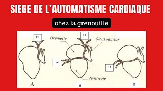 Comment sexplique lautomatisme cardiaque [upl. by Cired]