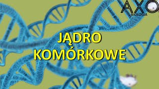 8 Jądro komórkowe [upl. by Penthea387]