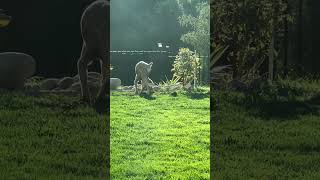 Doberman haunted a gopher family but the lawn is completely destroyed see full 5 mins video please [upl. by Ilonka]