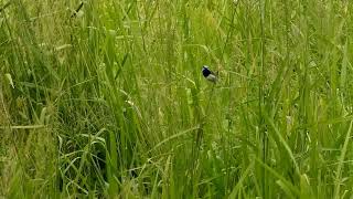 Superb Fairywren at Priors Pocket Road [upl. by Leela]