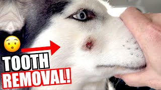 Siberian Husky Has Tooth Removed [upl. by Ikairik785]