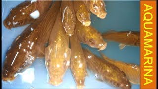 Indoor carp culture system Catla Rohu Mrigal and Common Carp  Composite Pisciculture [upl. by Ecnarrat]