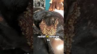 Rescuing Mangoworm Infested Animals [upl. by Laurita]