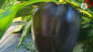 How to sharing our purple s bellpeppers plants gardening  Wide Open Transit farm [upl. by Marti349]