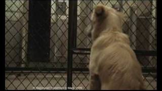 2009 PEDIGREE Adoption Drive commercial [upl. by Harifaz229]