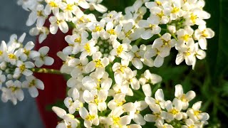 कैन्डीटफ्ट Low care flower plant Candytuft how to grow in pot hindi [upl. by Sibie]