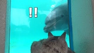 Cat HAL Enjoying Aquarium Can he play with dolphin  猫、水族館に行く。いるかと遊べるかな？ [upl. by Linzer]