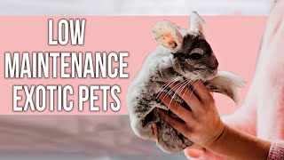 41 Low Maintenance EXOTIC Pets That Everyone Can Own [upl. by Ilaw402]