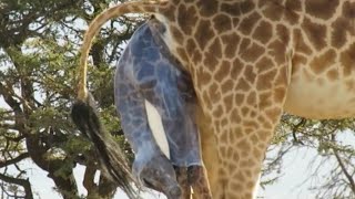 Giraffe giving birth in the wild [upl. by Karia779]