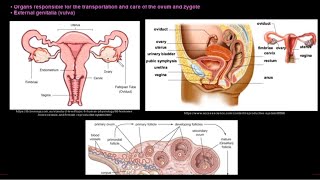 Grade 12 Life Sciences Human Reproduction Part 1 [upl. by Thera]