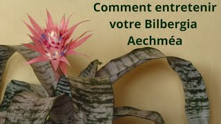 Comment entretenir votre bilbergia aechméa [upl. by Wan]