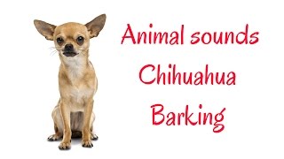 Chihuahua Barking sound HD Animal sounds [upl. by Akinat]