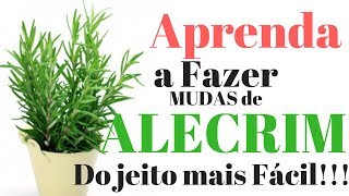 Como fazer Mudas de Alecrim  Substrato ideal [upl. by Accebor]