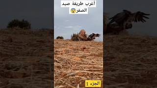 اروع واجمل طريقة لصيد الصقور البطل فنان في الصيد اكسبلور moroccoculture [upl. by Attaynik]