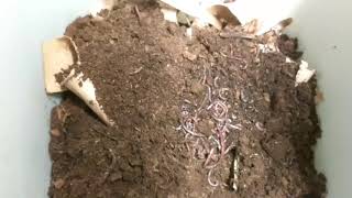 Super Reds Compost Worms vs Red Wrigglers  Size Comparison [upl. by Ellehsor309]