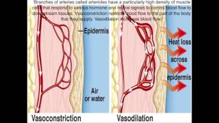 Vasoconstriction and Vasodilations Roles in Homeostasis [upl. by Garv]